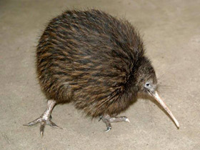 Фото Южный киви