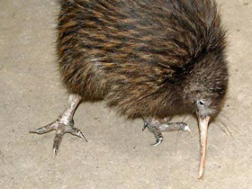 Смотреть фото Животные - символы Фото Животные - символы