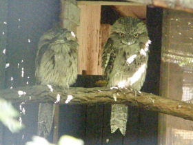 Смотреть фото Исполинский белоног Фото Исполинский белоног