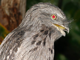 Исполинский белоног