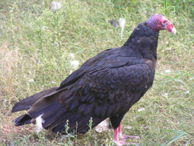 Фото Гриф-индейка