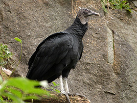 Смотреть фото Урубу Фото Урубу