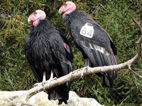 Фото Калифорнийский кондор