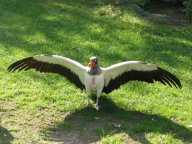 Фото Королевский гриф