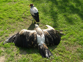 Фото Королевский гриф