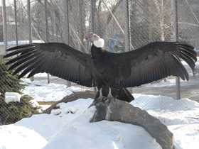 Смотреть фото Андский кондор Фото Андский кондор