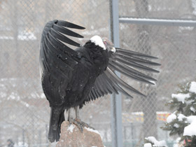 Смотреть фото Андский кондор Фото Андский кондор