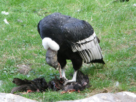 Смотреть фото Андский кондор Фото Андский кондор