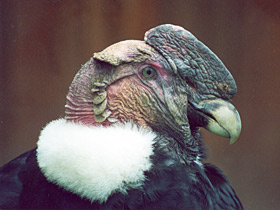 Андский кондор