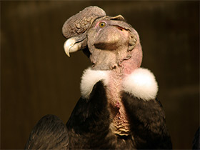 Смотреть фото Андский кондор Фото Андский кондор