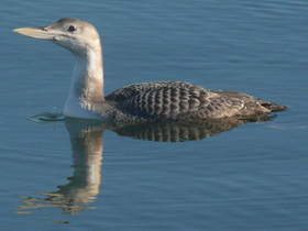 Смотреть фото Белоклювая гагара Фото Белоклювая гагара