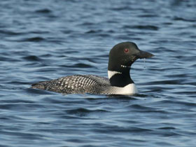 Смотреть фото Полярная гагара Фото Полярная гагара
