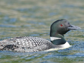 Смотреть фото Полярная гагара Фото Полярная гагара