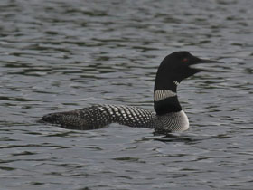 Смотреть фото Полярная гагара Фото Полярная гагара