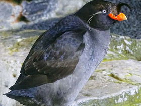 Большая конюга