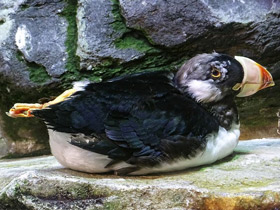 Смотреть фото Ипатка Фото Ипатка