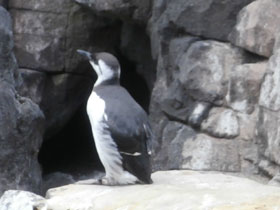 Смотреть фото Тонкоклювая кайра Фото Тонкоклювая кайра