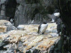 Смотреть фото Тонкоклювая кайра Фото Тонкоклювая кайра