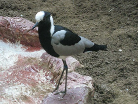 Пигалица-кузнец