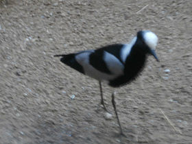 Смотреть фото Пигалица-кузнец Фото Пигалица-кузнец