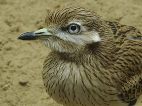 Смотреть фото Авдотка Фото Авдотка