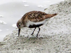 Смотреть фото Чернозобик Фото Чернозобик