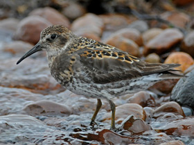 Смотреть фото Берингийский песочник Фото Берингийский песочник