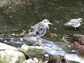 Фото Галстучник