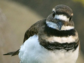 Крикливый зуёк