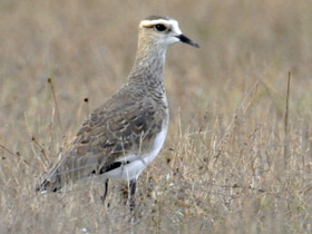 Смотреть фото Кречетка Фото Кречетка
