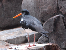 Смотреть фото Кулик-сорока Фото Кулик-сорока