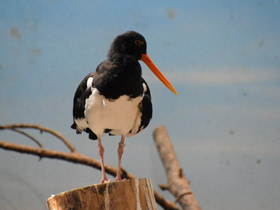 Кулик-сорока