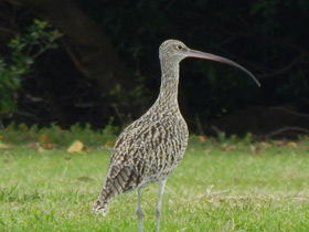 Смотреть фото Дальневосточный кроншнеп Фото Дальневосточный кроншнеп