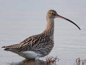 Смотреть фото Тонкоклювый кроншнеп Фото Тонкоклювый кроншнеп