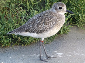 Смотреть фото Тулес Фото Тулес