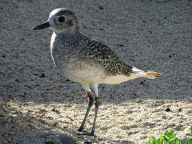 Смотреть фото Тулес Фото Тулес