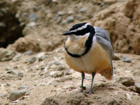 Египетский бегунок
