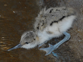 Смотреть фото Шилоклювка Фото Шилоклювка