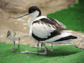 Шилоклювка