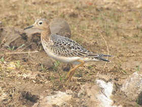 Смотреть фото Желтозобик Фото Желтозобик