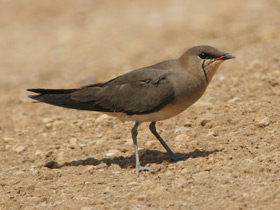 Смотреть фото Степная тиркушка Фото Степная тиркушка