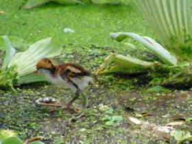 Смотреть фото Сережчатая якана Фото Сережчатая якана