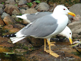 Смотреть фото Степная чайка Фото Степная чайка