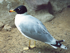 Черноголовый хохотун