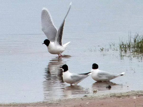 Смотреть фото Малая чайка Фото Малая чайка
