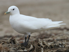 Смотреть фото Белая чайка Фото Белая чайка