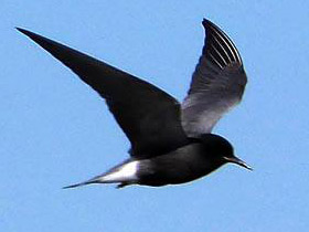 Фото Чёрная крачка