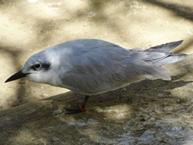 Смотреть фото Чайконосая крачка Фото Чайконосая крачка