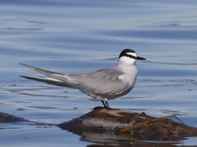 Смотреть фото Алеутская крачка Фото Алеутская крачка