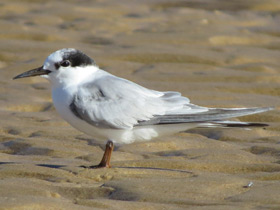 Смотреть фото Малая крачка Фото Малая крачка
